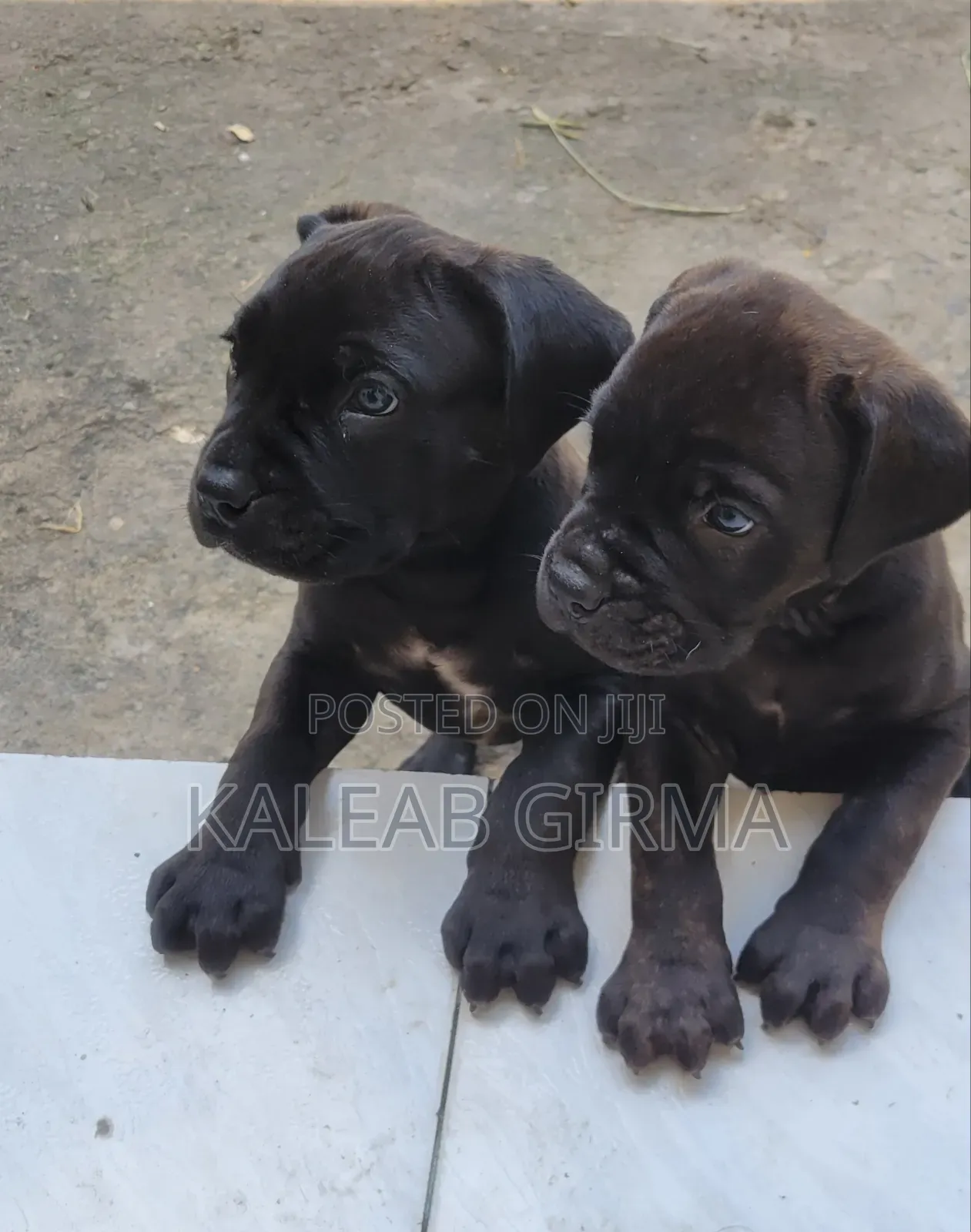 1-3 months Male Mixed Breed Boerboel