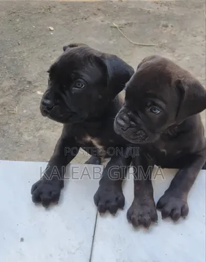 1-3 months Male Mixed Breed Boerboel