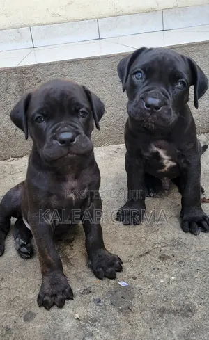 1-3 months Male Mixed Breed Boerboel