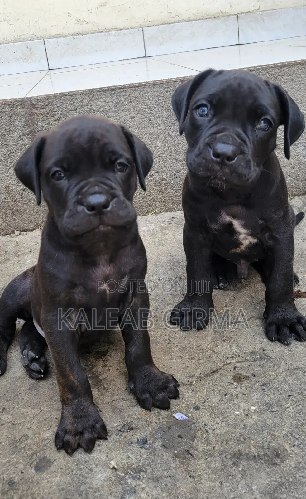 1-3 months Male Mixed Breed Boerboel
