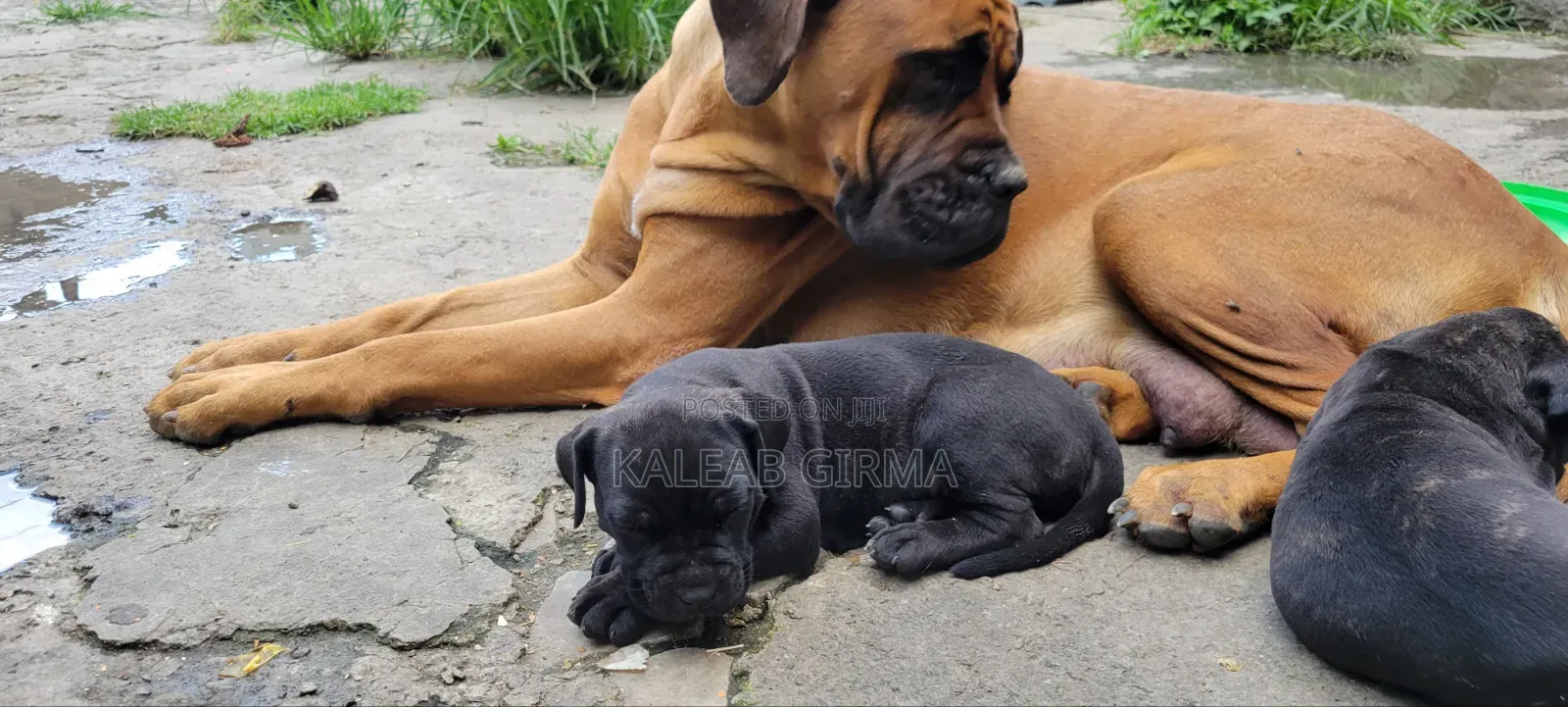 1-3 months Male Mixed Breed Boerboel