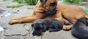1-3 months Male Mixed Breed Boerboel