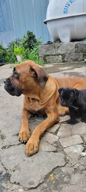 1-3 months Male Mixed Breed Boerboel