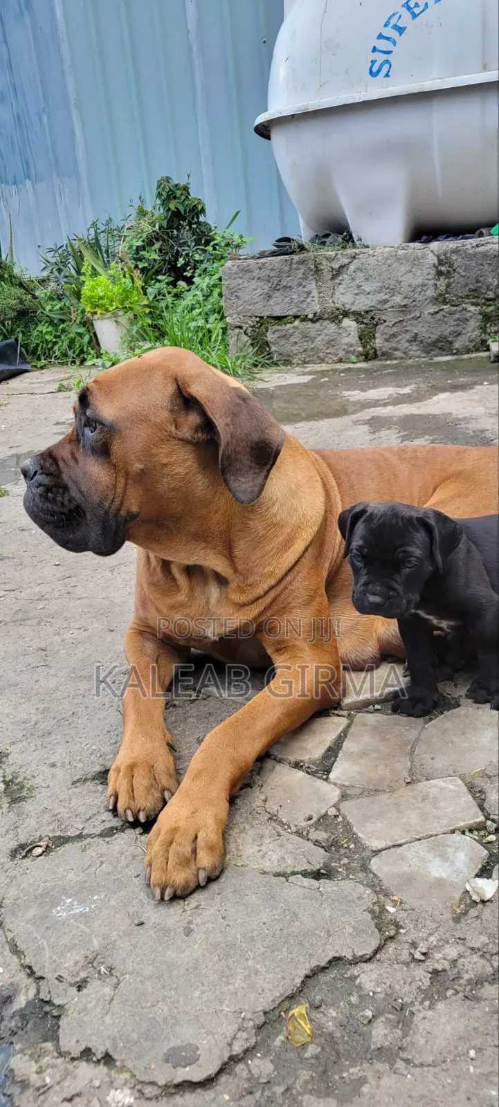 1-3 months Male Mixed Breed Boerboel