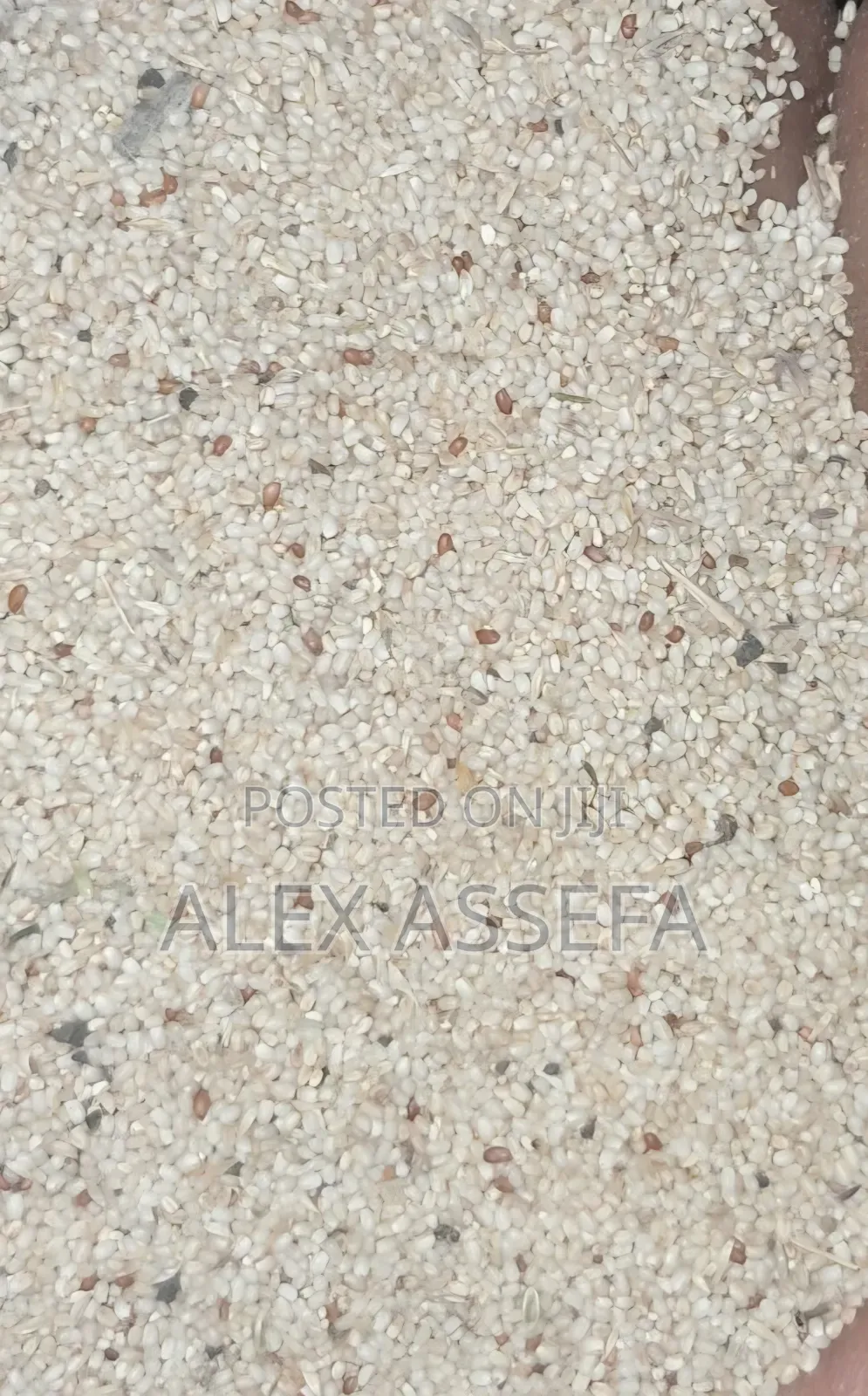 Teff ጤፍ አንደኛ ደረጃ