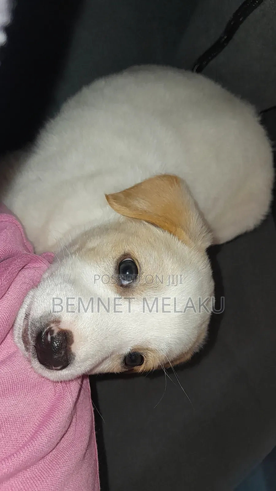 1-3 months Female Mixed Breed Maltese