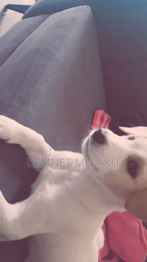 1-3 months Female Mixed Breed Maltese
