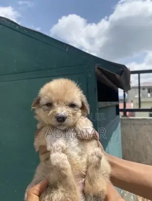 1-3 months Male Purebred Maltese