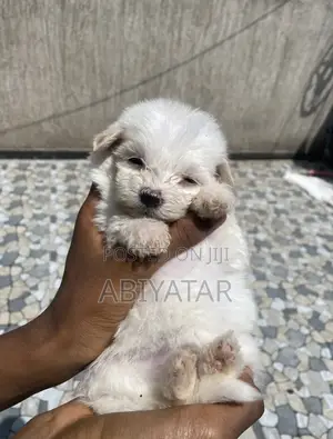 1-3 months Male Purebred Maltese