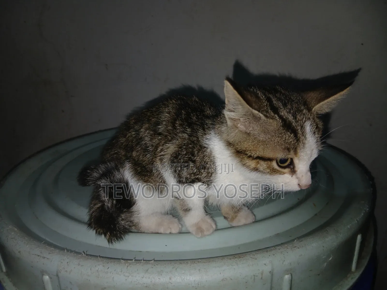 3-6 months Female Mixed Breed Abyssinian