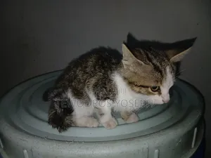 3-6 months Female Mixed Breed Abyssinian