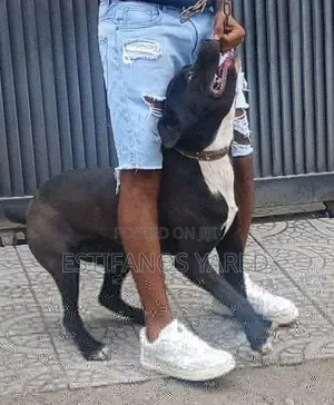 6-12 months Male Purebred American Pit Bull Terrier