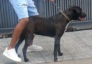 6-12 months Male Purebred American Pit Bull Terrier