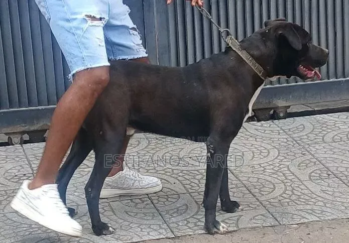 6-12 months Male Purebred American Pit Bull Terrier