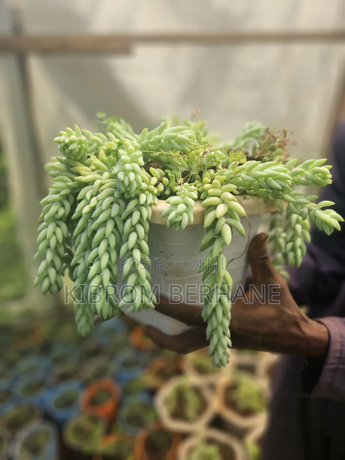 Donkey Tail Succulent