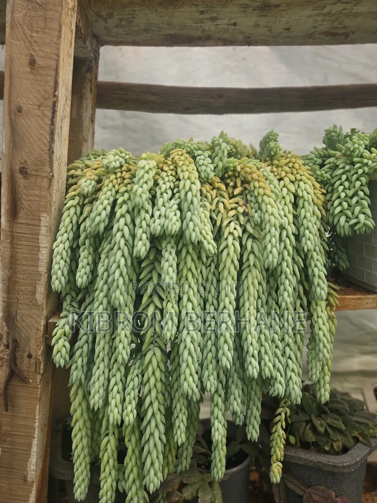 Donkey Tail Succulent