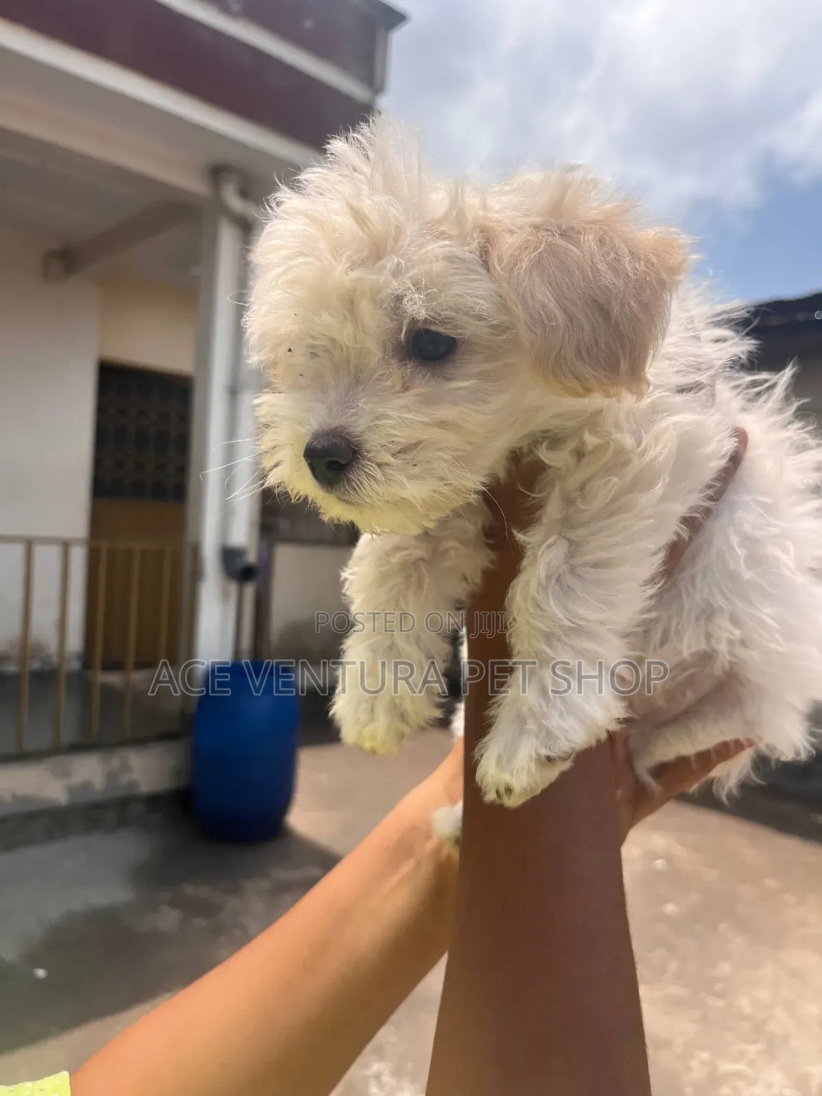 1-3 months Male Purebred Maltese