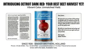 Bakker Brothers Detroit Dark Red Beet Seeds.(የቀይ ስር ዘር)