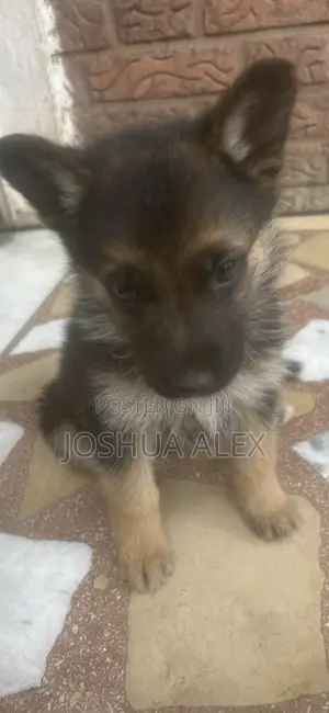 1-3 months Male Purebred German Shepherd