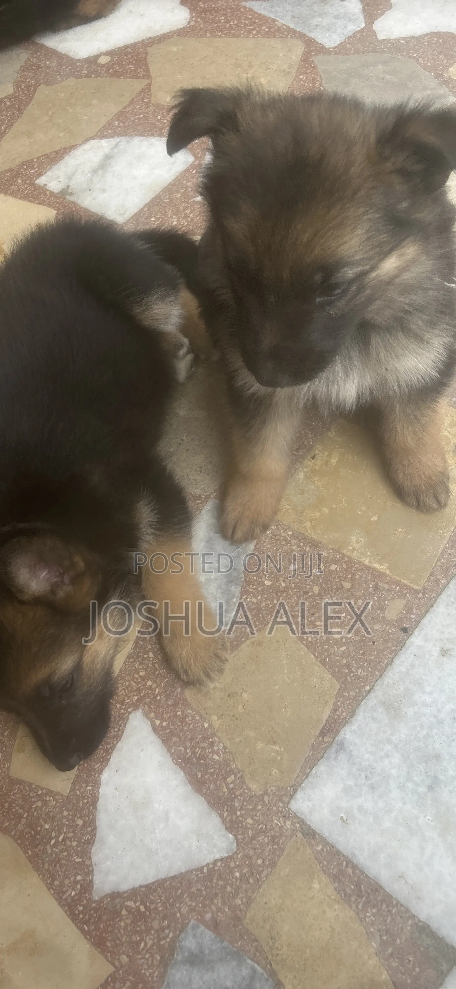 1-3 months Male Purebred German Shepherd
