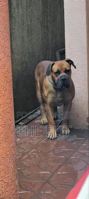 1-3 months Male Purebred Boerboel