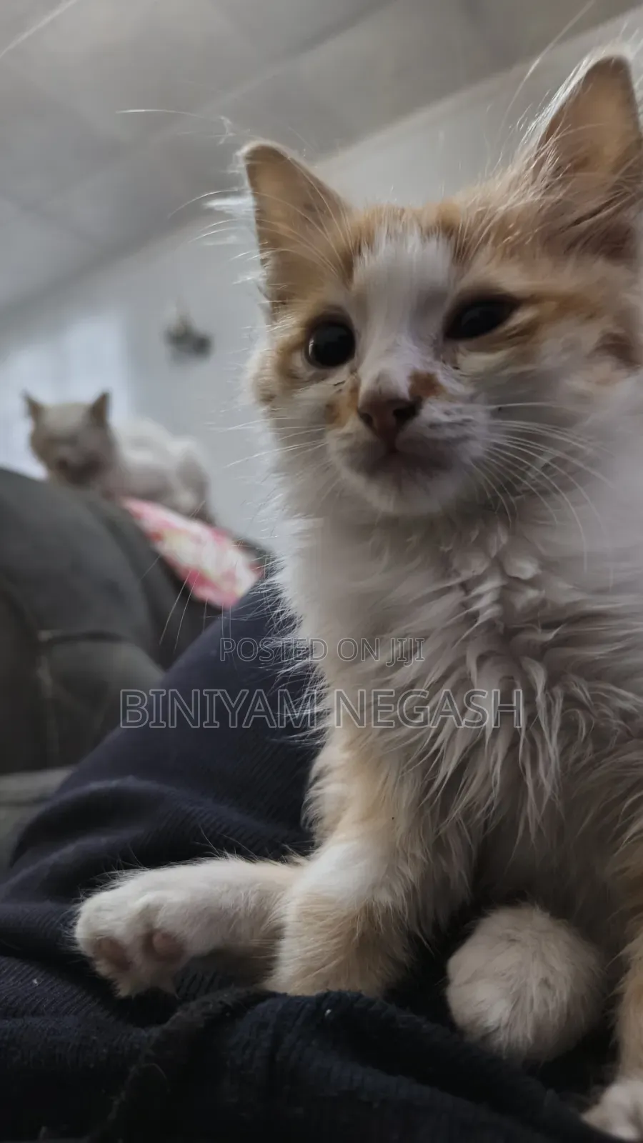 1-3 months Male Purebred Cat