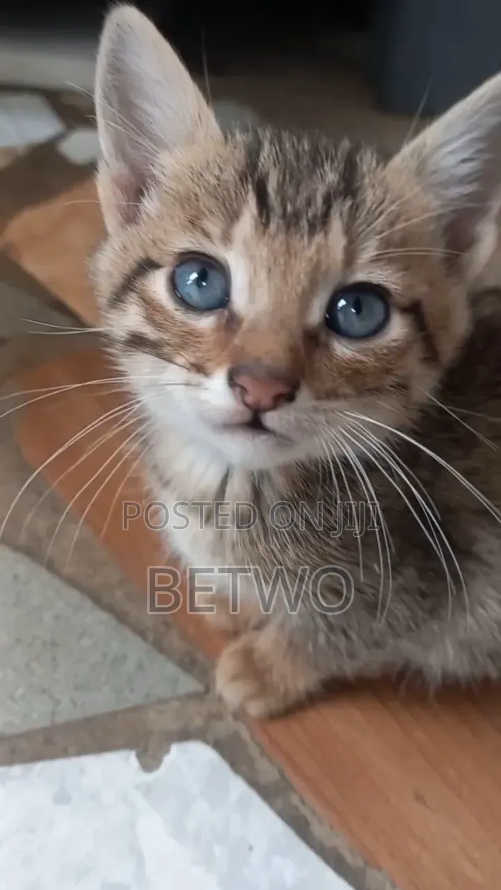 0-1 month Male Mixed Breed Bengal