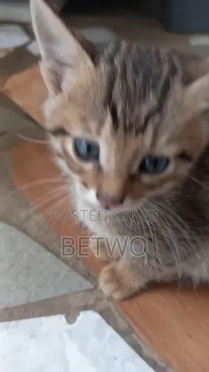 0-1 month Male Mixed Breed Bengal
