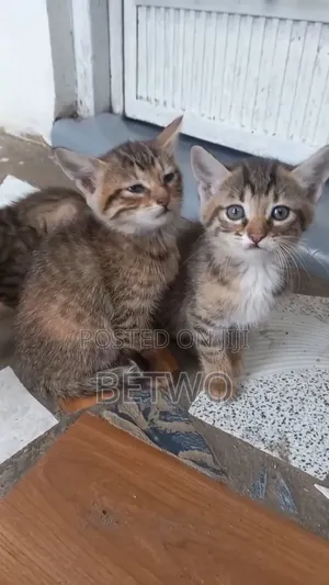 0-1 month Female Mixed Breed Balinese