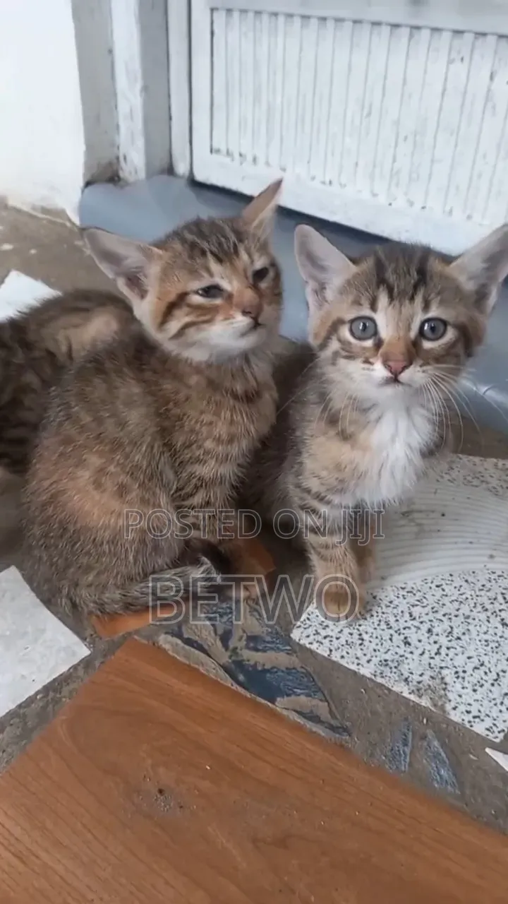 0-1 month Female Mixed Breed Balinese