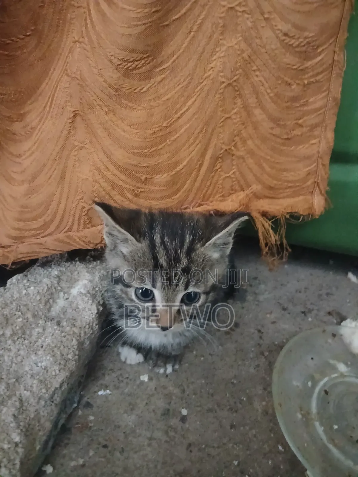 0-1 month Female Mixed Breed Balinese