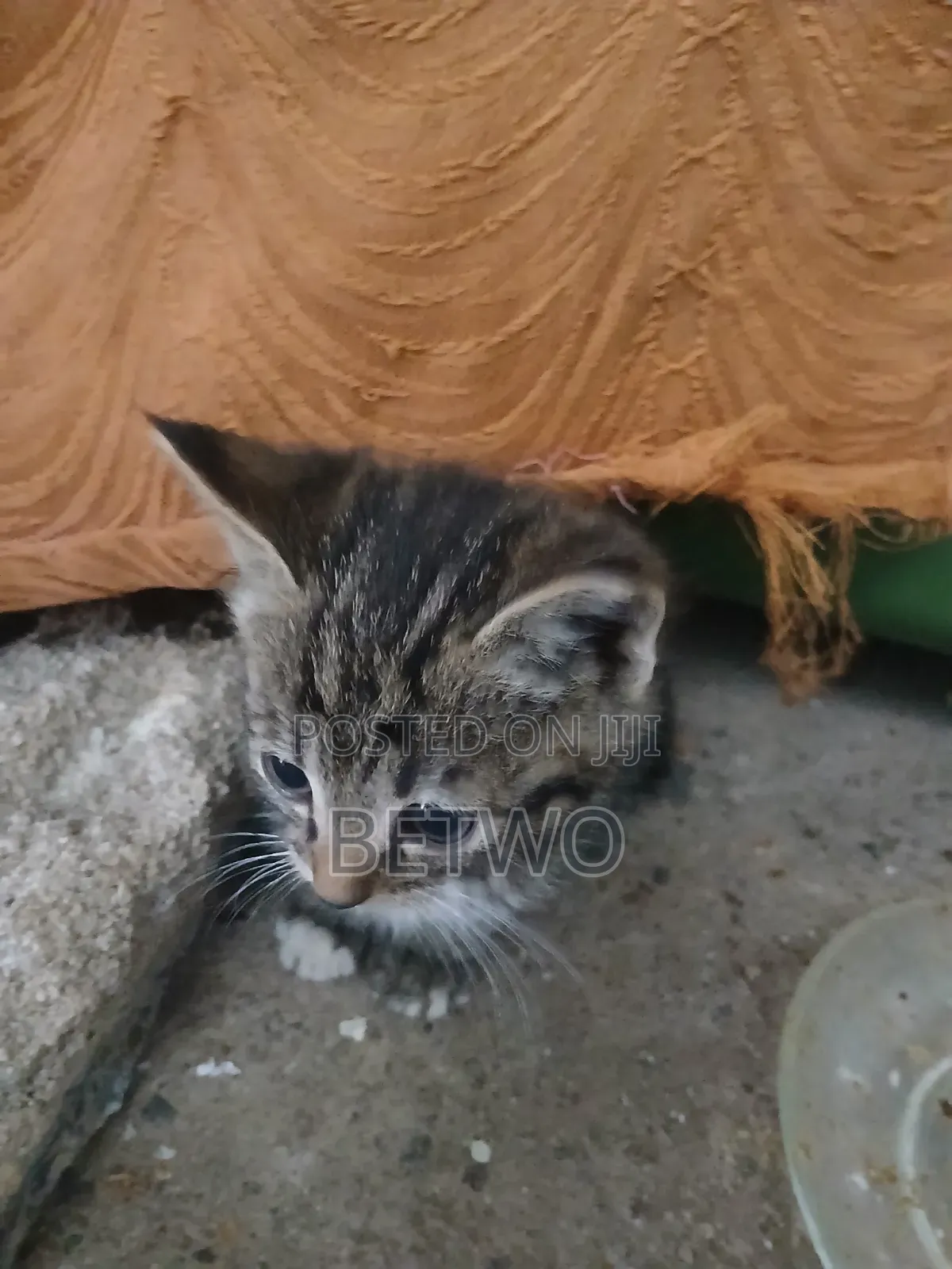 0-1 month Female Mixed Breed Balinese