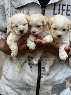 1-3 months Male Purebred Maltese