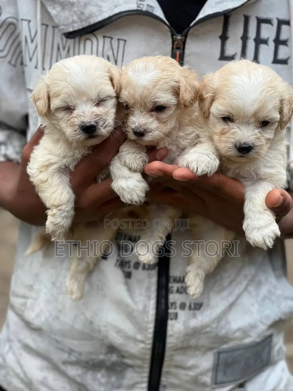 1-3 months Male Purebred Maltese