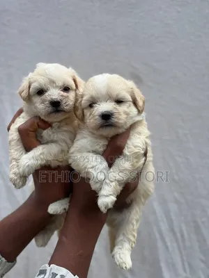 1-3 months Male Purebred Maltese