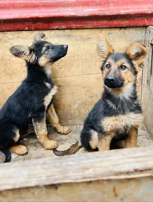 1-3 months Male Purebred German Shepherd