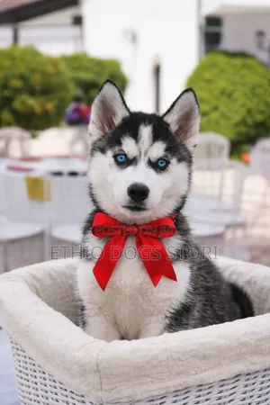 1-3 months Male Purebred Siberian Husky