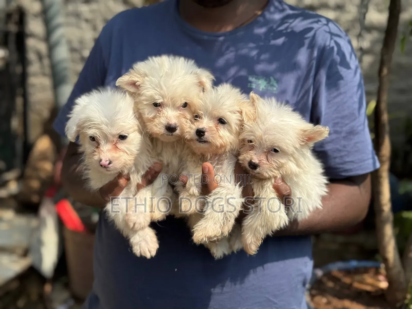 1-3 months Male Purebred Maltese
