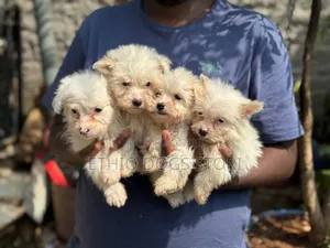 1-3 months Male Purebred Maltese