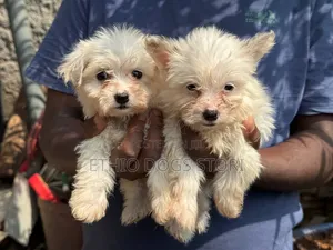 1-3 months Male Purebred Maltese