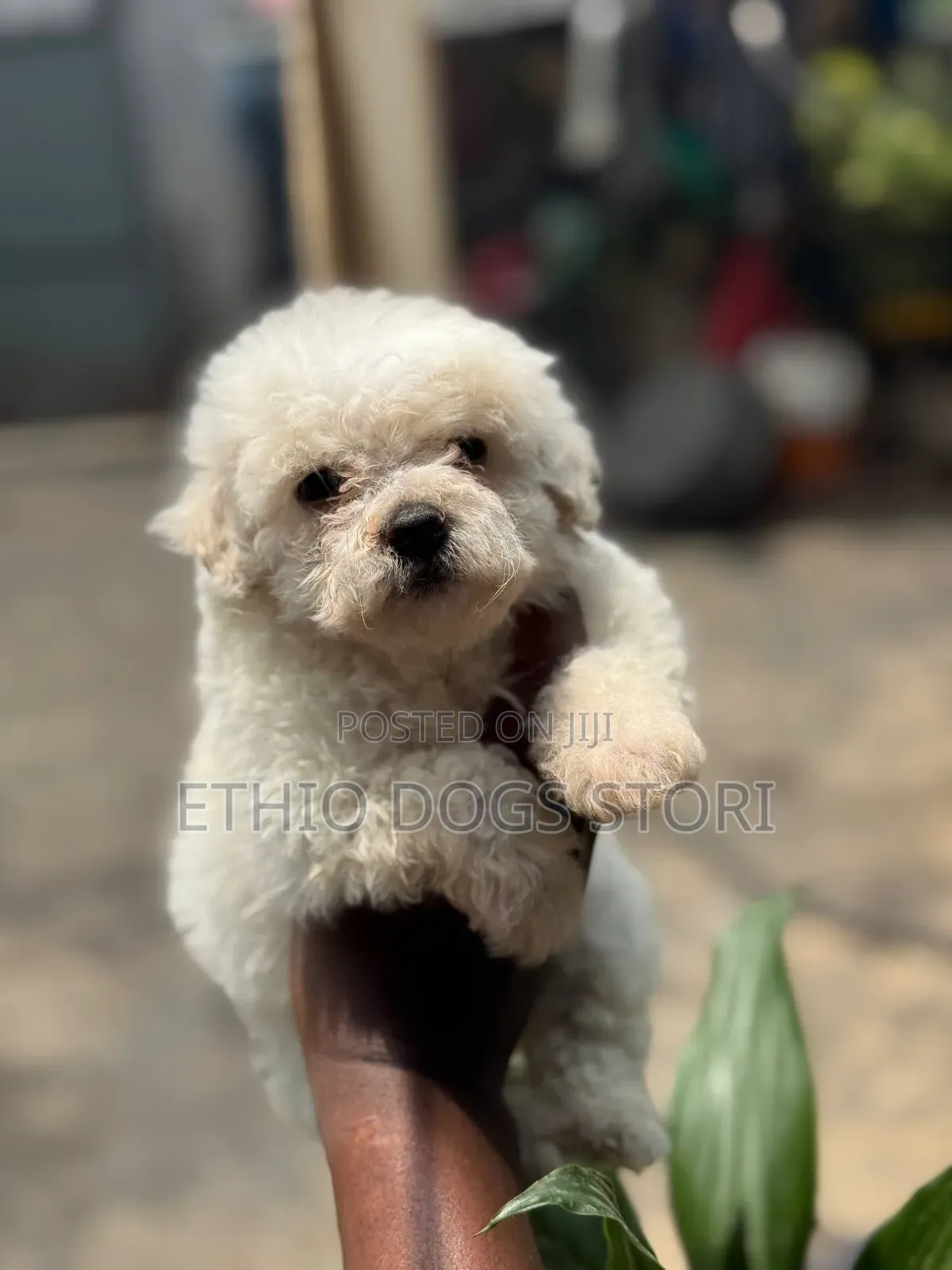 1-3 months Male Purebred Maltese