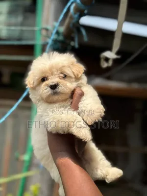 1-3 months Male Purebred Maltese