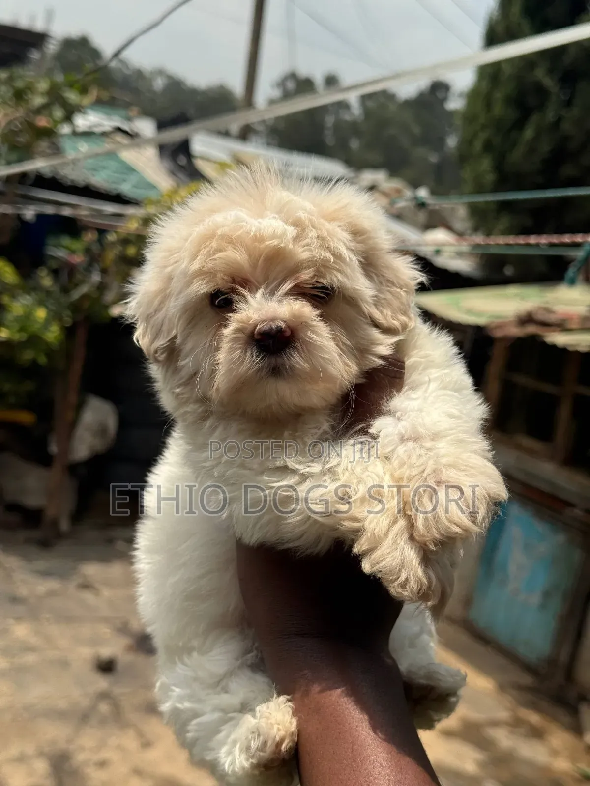 1-3 months Male Purebred Maltese