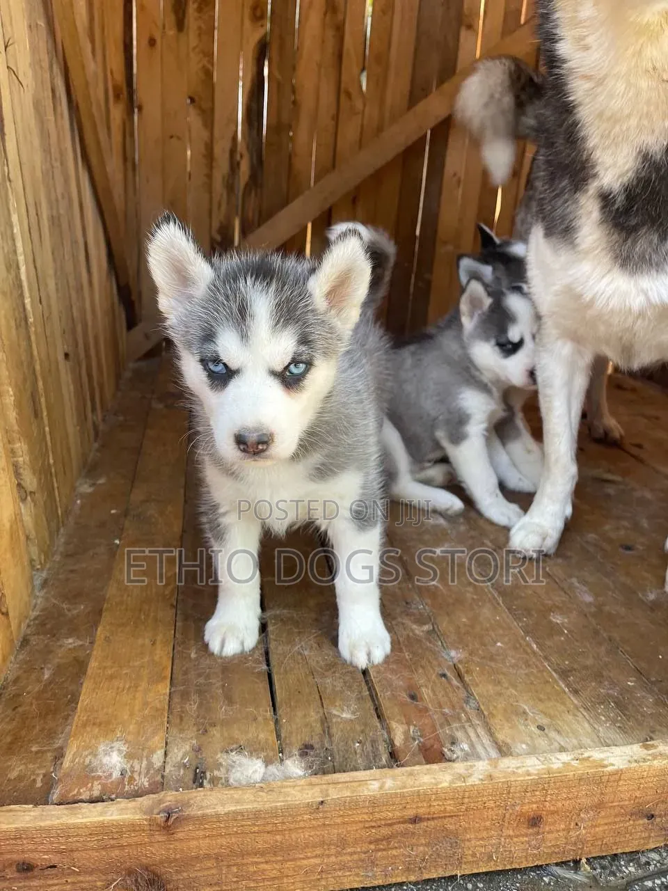 1-3 months Male Purebred Siberian Husky