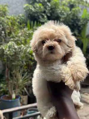1-3 months Male Purebred Maltese