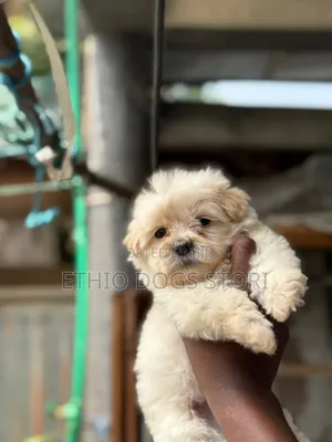 1-3 months Male Purebred Maltese
