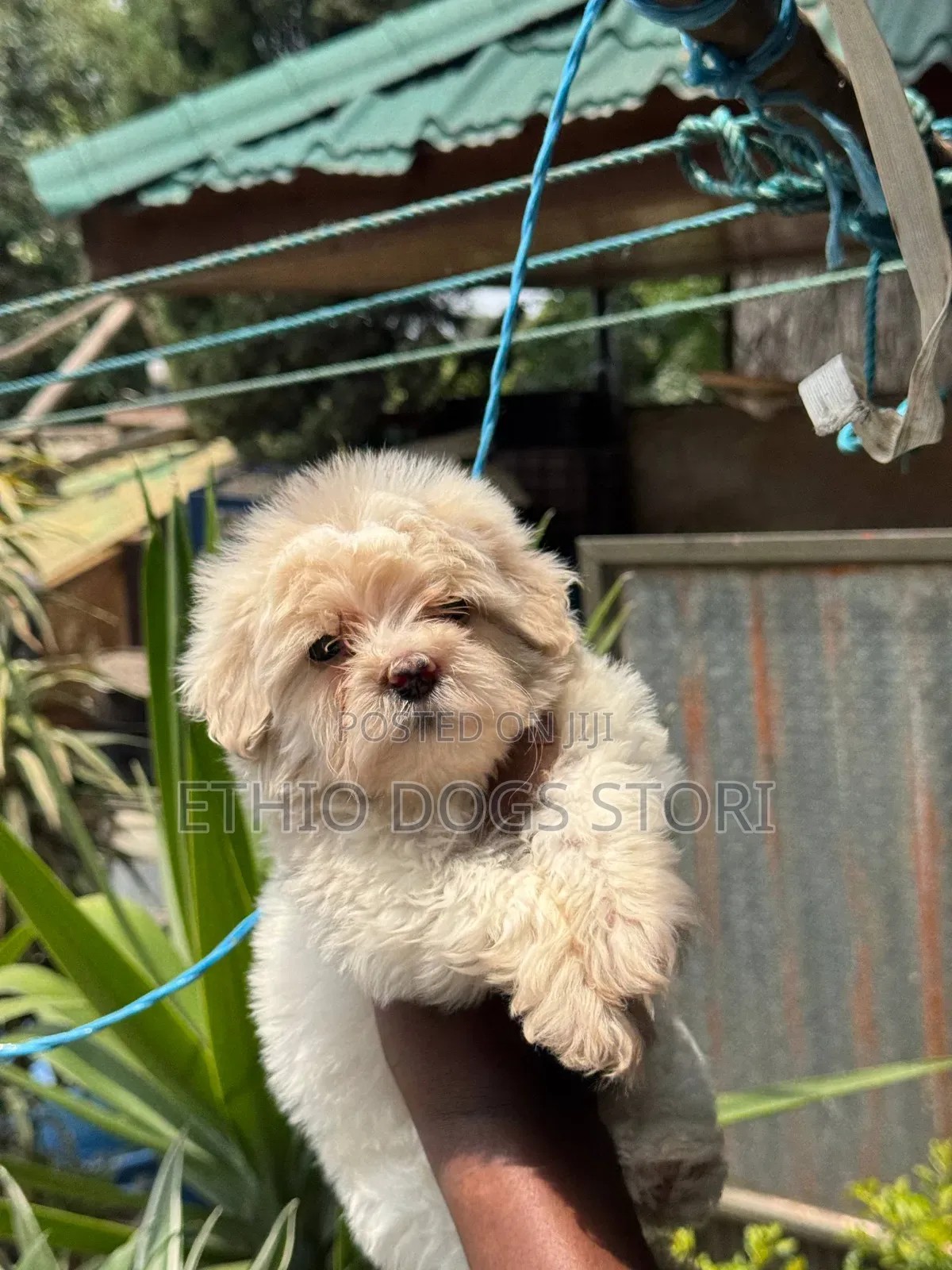 1-3 months Male Purebred Maltese