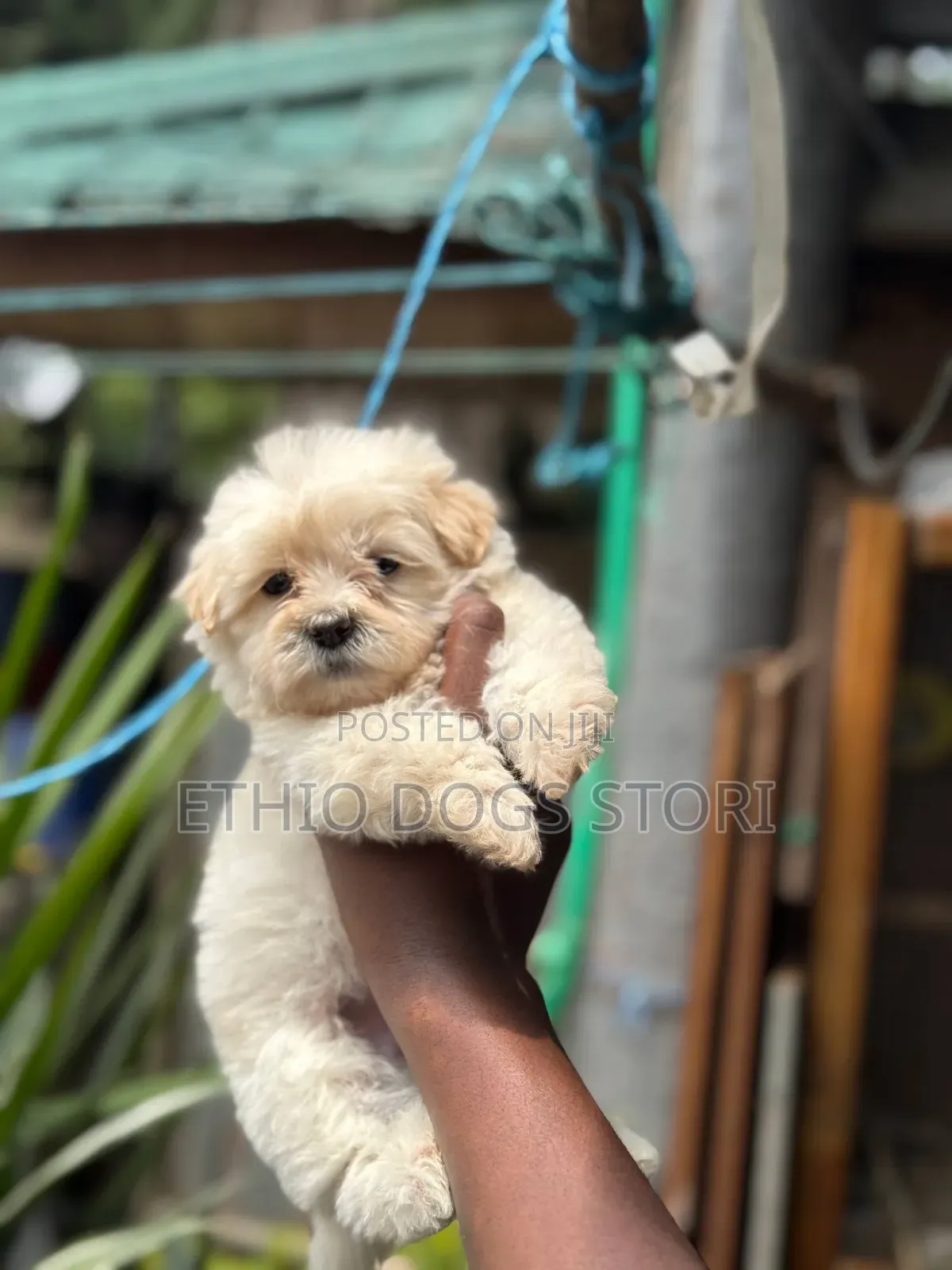 1-3 months Male Purebred Maltese
