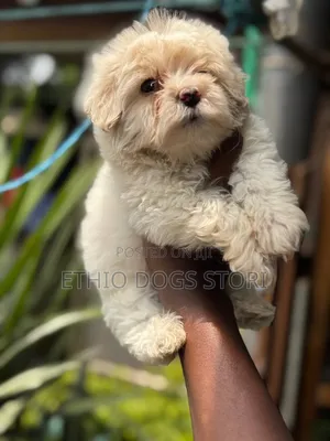 1-3 months Male Purebred Maltese