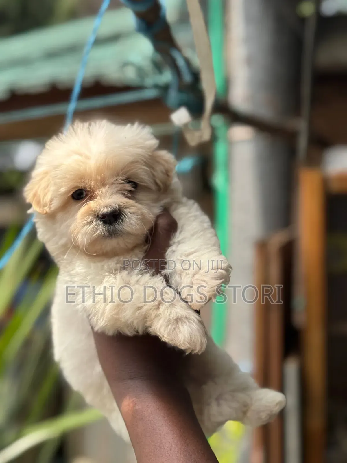 1-3 months Male Purebred Maltese